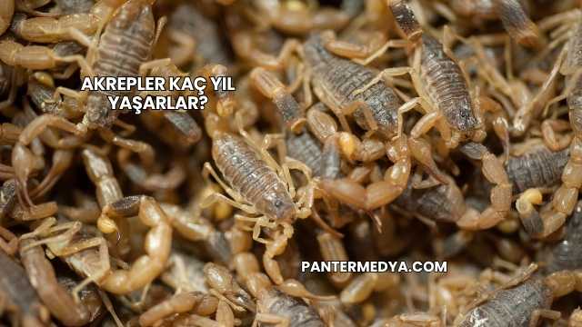 Akrepler Kaç Yıl Yaşarlar?